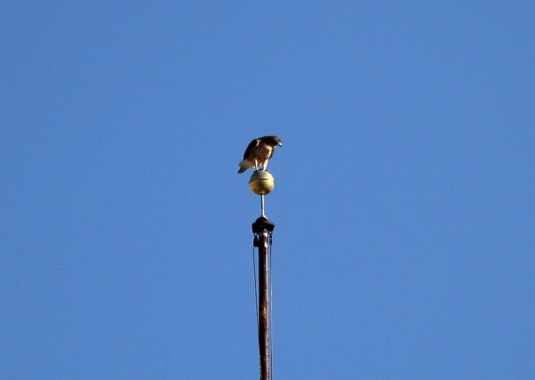 Washington Square Park Hawk Sadie on flag pole perch