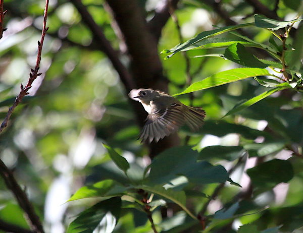 Washington Square Park Ruby Crowned Kinglet flying in trees