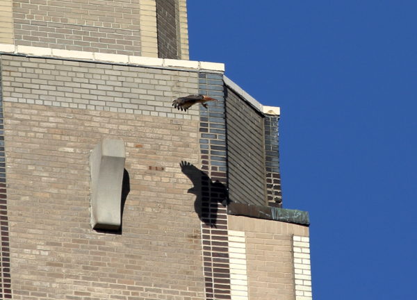 Washington Square Park Hawk Bobby flying past One Fifth Avenue perch