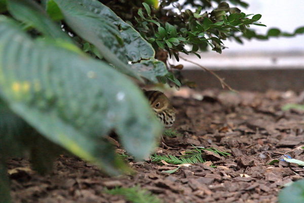 Washington Square Park Ovenbird under the brush 