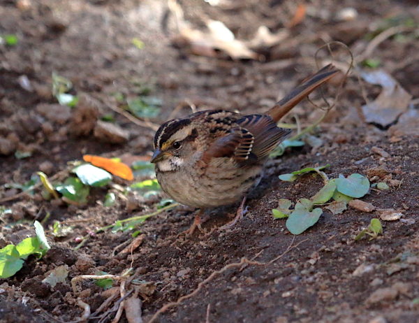 Washington Square Park White-throated Sparrow on ground