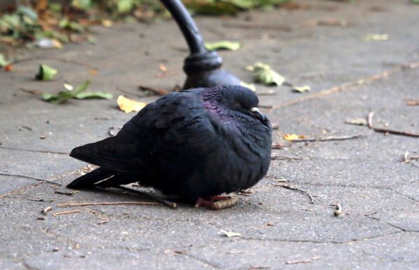 Washington Square Park pigeon sleeping on park path