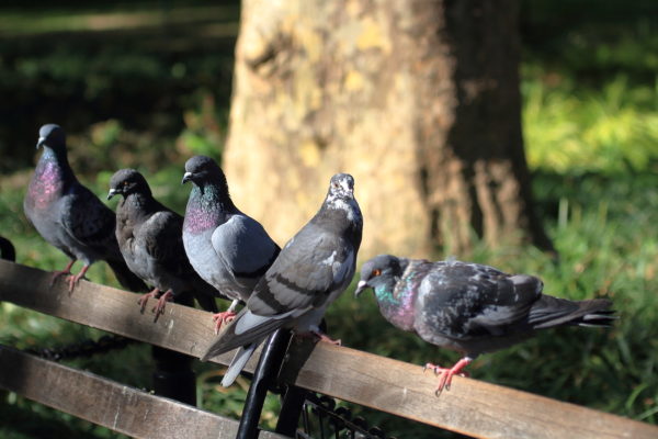 Washington Square Park pigeons sitting on a bench