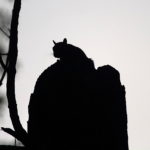 Washington Square Park squirrel silhouette