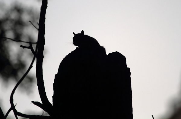 Washington Square Park squirrel silhouette