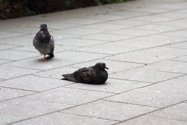 NYC resting pigeons