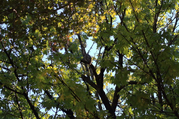 Washington Square Park Hawk Bobby sitting high in a tree