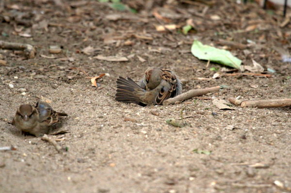 Washington Square Park sparrows sand-bathing