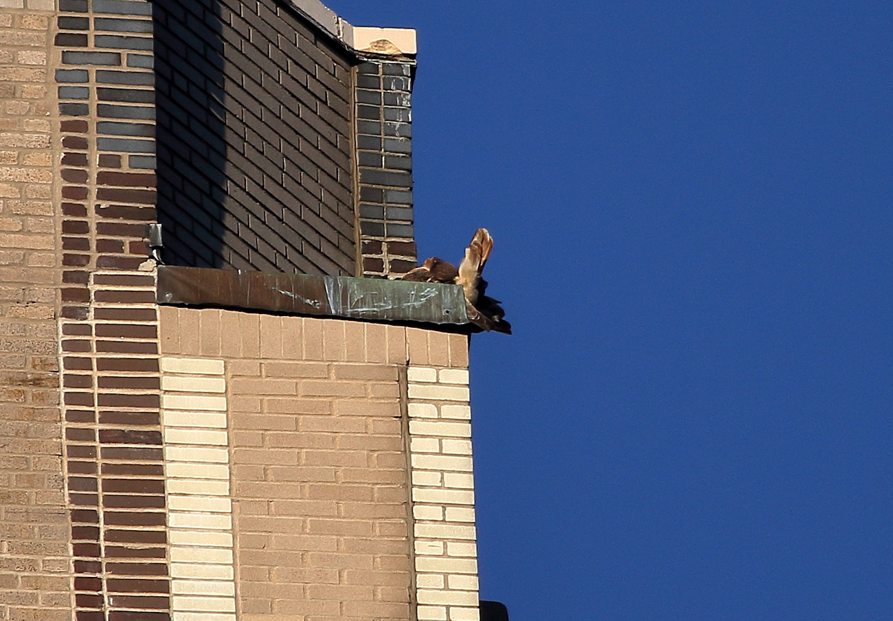 Washington Square Park Hawk Sadie preening back and tail feathers on building perch