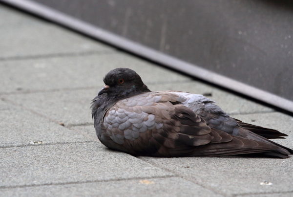 resting NYC pigeon