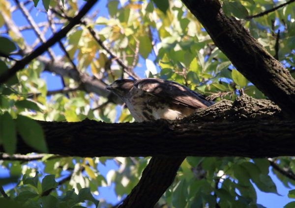 Washington Square Park Hawk Bobby sitting on tree branch