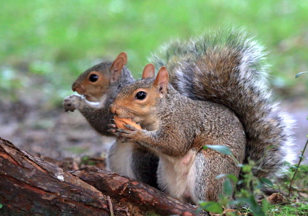Washington Square Park squirrels eating