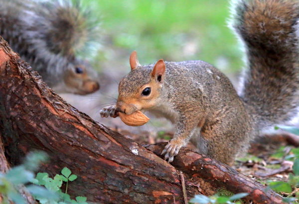 Washington Square Park squirrel with walnut