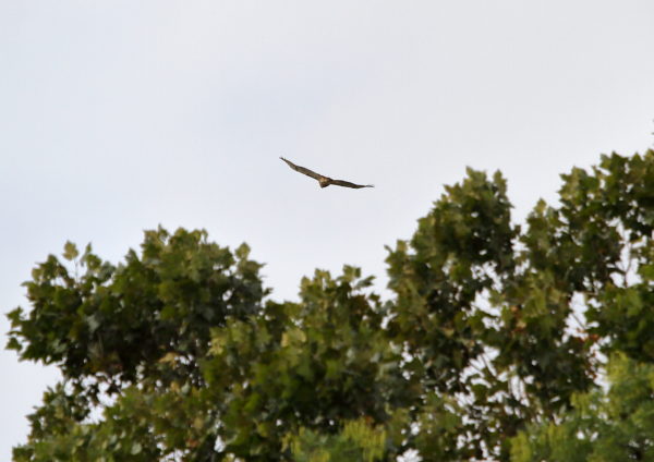 Bobby Hawk flying over Washington Square Park trees