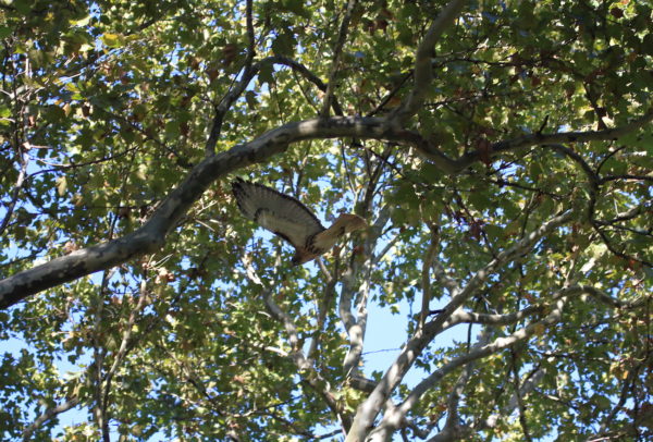 Washington Square Park Bobby flying through trees