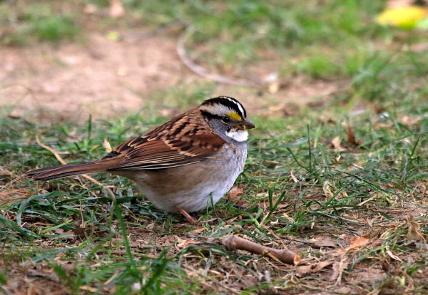 Washington Square Park White-throated Sparrow on the lawn