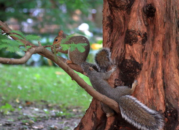 Washington Square Park squirrels