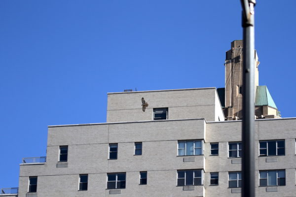 Red-tailed Hawk juvenile flying by NYC buildings
