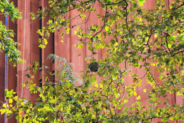 Washington Square Park Hornet Nest in tree