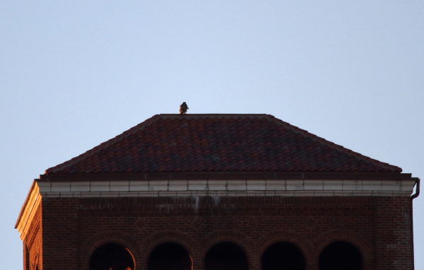 Washington Square Park Red-tailed Hawk on building top during sunset
