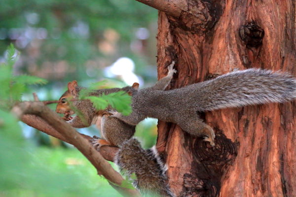 Washington Square Park squirrel begging for food