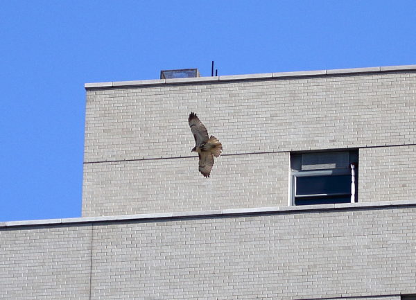 Red-tailed Hawk juvenile flying by NYC building