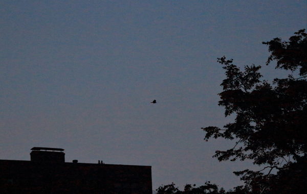 Washington Square Park Hawk Bobby flying above buildings at night