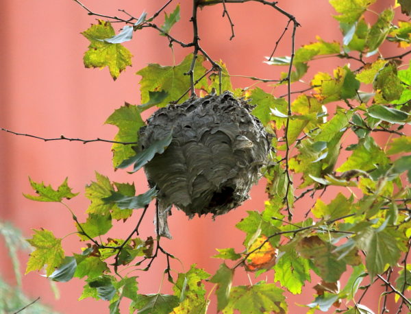 Washington Square Park Hornet Nest in a tree