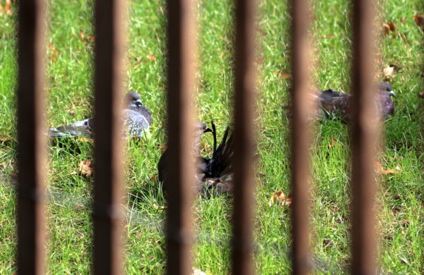 Washington Square Park pigeons preening on lawn