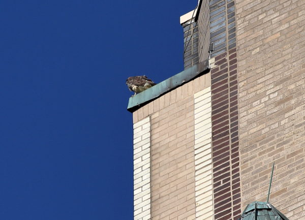 Washington Square Park Hawk Bobby perched atop One Fifth
