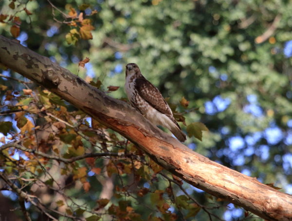 Young Washington Square Park Hawk sitting on tree branch