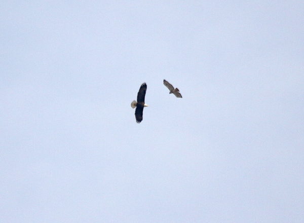 Bald Eagle and Bobby Hawk flying above Washington Square Park