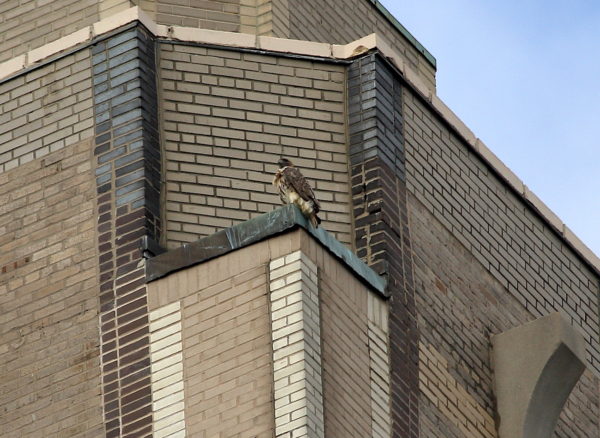 Red-tailed Hawk Bobby sitting on One Fifth Avenue building