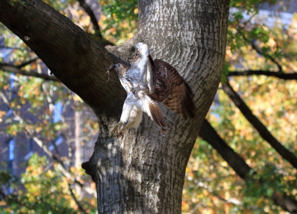 Young Washington Square Park Hawk flying to tree with mouse in its beak