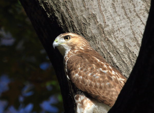 Young Washington Square Park Hawk perched in tree
