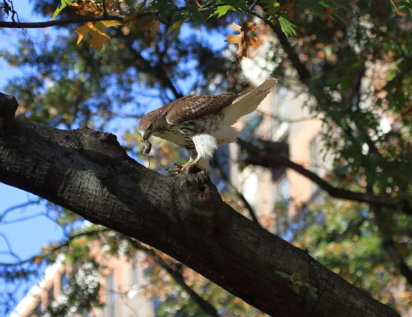 Young Washington Square Park Hawk sitting on a tree branch with mouse in its beak