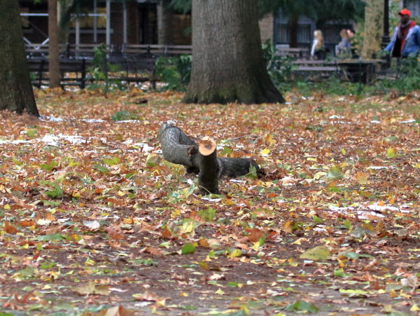 Washington Square Park fallen tree limb on the ground