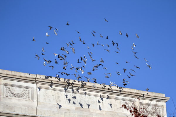 Washington Square Park pigeons flying in a ball away from the arch