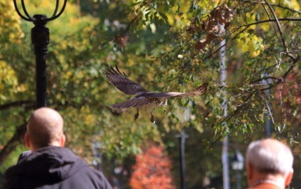 Young Washington Square Park Hawk flying between two men