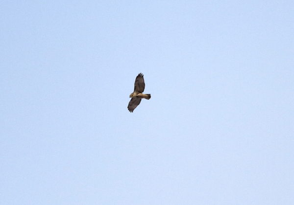 Juvenile Red-tailed Hawk flying above Washington Square Park