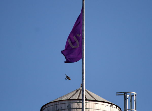 Washington Square Park Cooper's Hawk diving past NYU flag and water tower