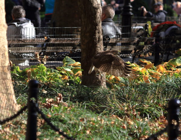 Young Washington Square Park Hawk about to land on grass