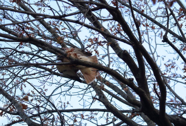 Bobby Hawk flies off a branch