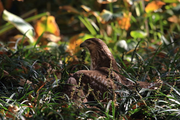 Young Washington Square Park Hawk sitting in the grass