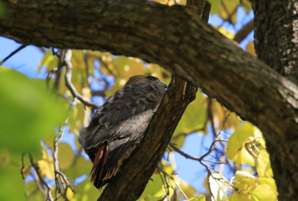 Washington Square Park Hawk Bobby perched in tree