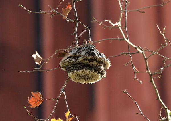 Damaged Washington Square Park hornet nest