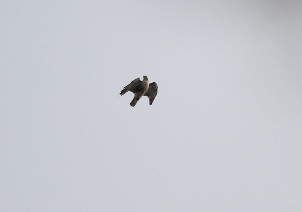Juvenile Red-tailed Hawk flying above Washington Square Park