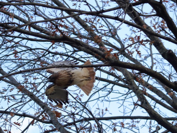 Bobby Hawk flying from tree
