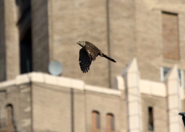 Washington Square Park Cooper's Hawk flying past One Fifth Avenue
