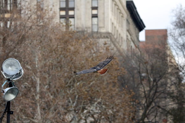 Bobby Hawk flying through Washington Square Park